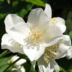 Seringat des jardins / Philadelphus coronarius